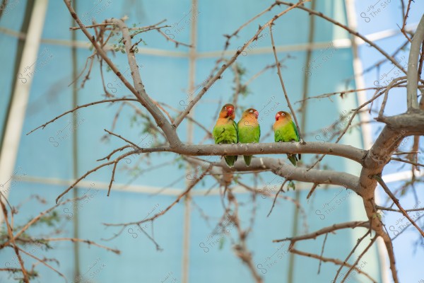 Three colorful green and orange birds sitting on a bare tree branch inside a large bird cage. The background is light blue, which is part of the cage.