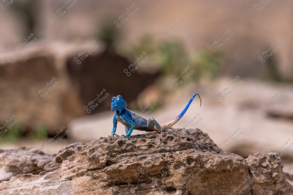 The image shows a blue lizard sitting on a brown rock in a desert environment. The lizard is characterized by its light and vibrant blue color, with a long, slender tail extending behind it. The background is blurred, highlighting the lizard and rocks clearly.