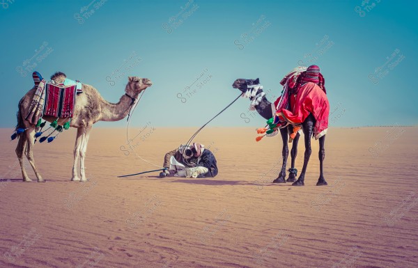 camel festival King Abul Aziz riyadh Saudi Arabia