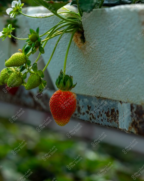 Image depicts a ripe red strawberry hanging from a plant in an elevated planting container, surrounded by unripe green strawberries and green leaves. The background shows a blurred green view of other plant foliage.