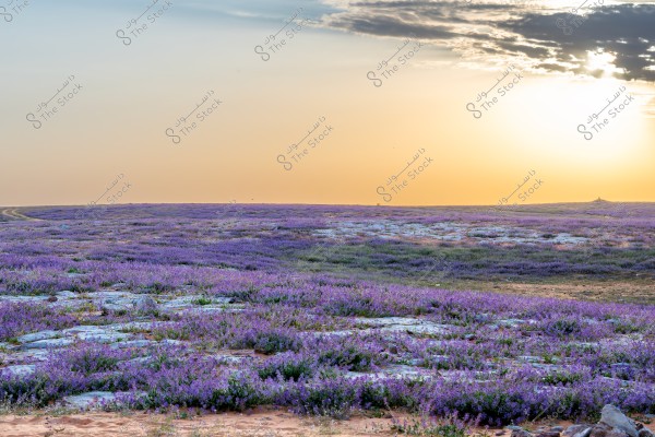 A landscape featuring vast fields covered with purple flowers under an open sky, with a warm orange sunset on the horizon. Scattered clouds add a scenic touch to the sky, and the foreground shows ground covered with flowers and some rocks.
