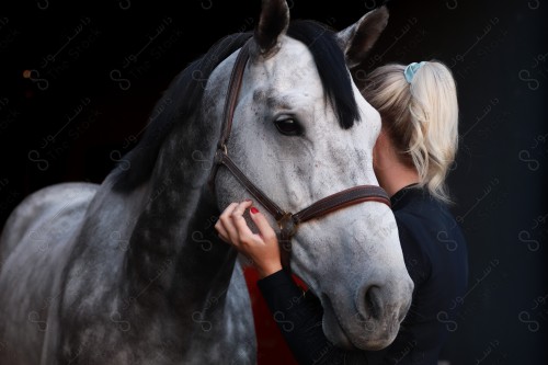 لقطه مقربة لفتاة تمسك الخيل العربي الاصيل ابيض اللون، تربية وتدريب الخيول، إسطبل الأحصنة.