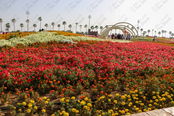 انطلاق مهرجان ومعرض الزهور في مدينة ينبع، معالم وأماكن سياحة عائلية ترفيهية، الورود والأزهار المتفتحة والملونة، الطبيعة في المملكة العربية السعودية، الاهتمام بالمنتزهات والحدائق