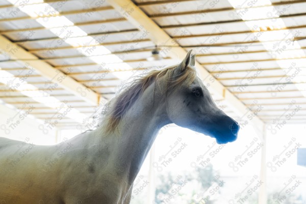 لقطة لخيل عربي بلون الابيض بأسطبل نهارًا ، سباقات الخيل ، جمال خيل العربي ، قفز الحواجز .