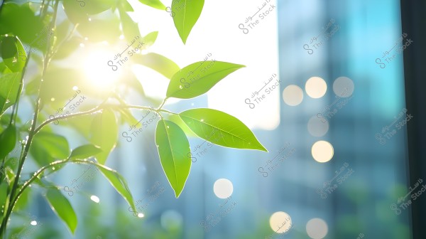 An image showing green plant leaves illuminated by bright sunlight. The background is blurred with light spots creating a bokeh effect. Buildings appear indistinct in the background, adding depth to the image.
