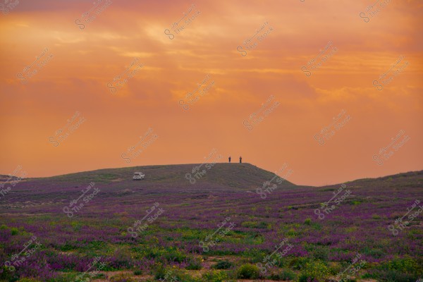 A wide-open landscape featuring a field of purple flowers and gentle hills. In the background, a white car is parked on a hill with two people standing beside it. The sky is tinged with soft orange hues, indicating either sunset or sunrise.