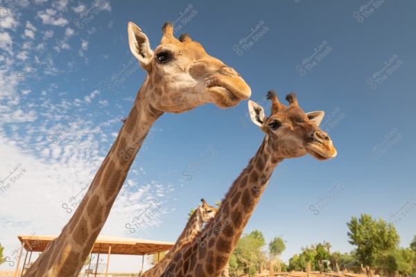 A close-up of two giraffes with a blue sky in the background. The giraffes appear to be in a zoo or wildlife sanctuary, with a wooden structure and trees in the background.