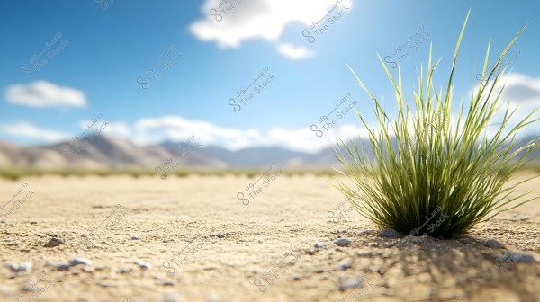 An image showing a close-up of green grass growing in a vast sandy desert. In the background, a hazy mountain range can be seen under a clear blue sky with a few scattered white clouds.