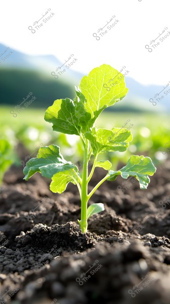 An image of a small green plant growing in fertile soil under sunlight. In the background, there is a blurred natural landscape with mountains and agricultural land.
