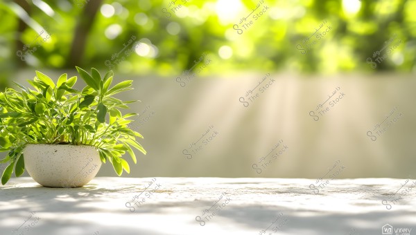 An image of a small green plant potted in a white container placed on a sunlit surface. The background is blurred, showing sunlight filtering through tree leaves, creating a calming and peaceful effect.