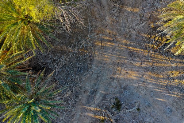 مشهد جوي يظهر شجر النخيل والنباتات الجافة المحيطة بتربة جافة. تبرز أوراق النخيل الخضراء بشكل واضح على خلفية التربة والبقايا النباتية الذابلة, وتظهر أشعة الشمس في الأفق مكونة ظلال طويلة على الأرض.