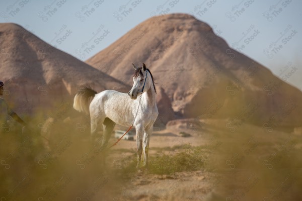 صورة لخيل عربي أصيل أبيض اللون في وسط صحراء العلا بالسعودية وتبدو السماء صافية نهارًا ، تربية وتدريب الخيول ، الخيل العربي الأصيل.