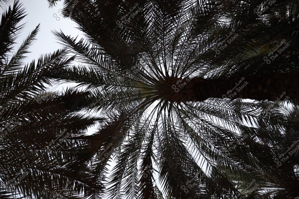 The image shows a view of palm trees from below, with the dark fronds extending towards the overcast sky. The composition creates a natural scene typical of tropical environments.