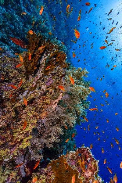 A snapshot of a group of divers surrounded by coral reefs and fish in the depths of the sea, oceans and seas, sea creatures, marine life, ocean depths and seas.