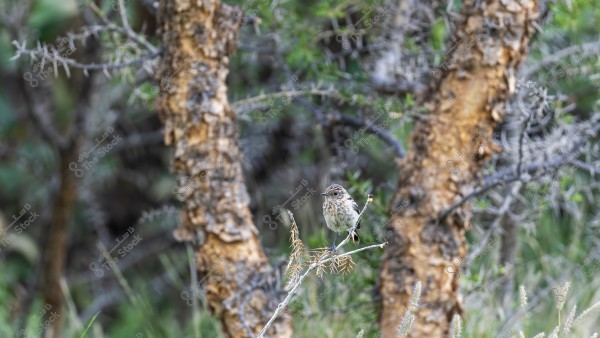 A small speckled brown bird perched on a branch among trees with rough brown bark. The background is blurred, highlighting the bird and the thorny leaves around it.