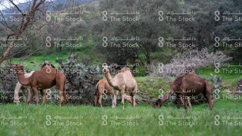 مجموعة من الجمال يتناولون الأعشاب في احدى الغابات الخضراء جنوب المملكة العربية السعودية