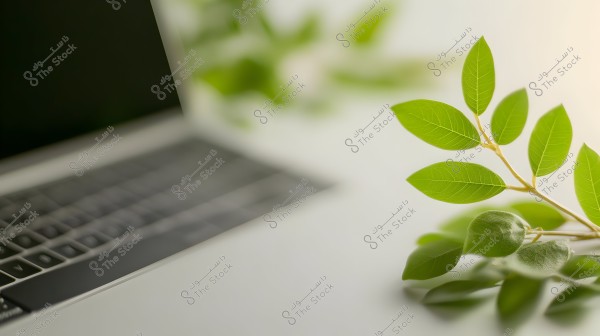 An image showing part of a silver laptop on the left, with some green leaves in the foreground on the right, creating a pleasant botanical contrast with the electronic device.