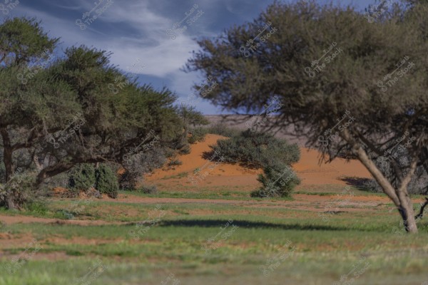 The image shows a desert landscape with orange sand dunes surrounded by green shrubbery. There are several trees with dense branches on both sides, while patches of green grass appear in the foreground. The sky is partially cloudy, adding a scenic touch to the natural scene.