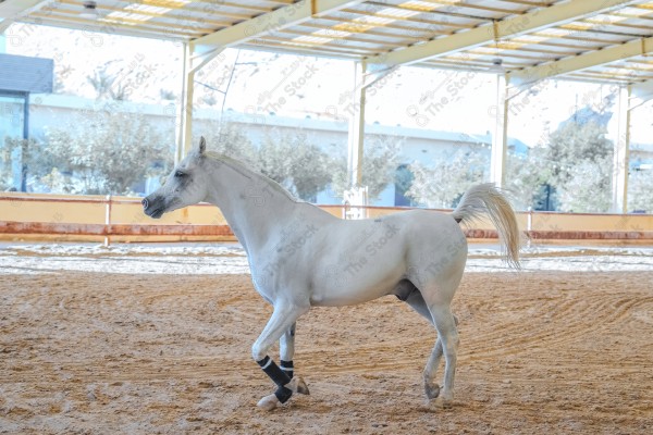 لقطة لخيل عربي بلون الابيض بأسطبل نهارًا ، سباقات الخيل ، جمال خيل العربي ، قفز الحواجز .