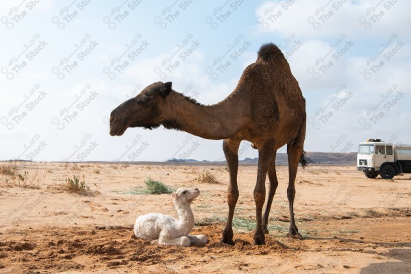 A shot of a camel and her calf, dialogue in one of the deserts in Saudi Arabia during the day, with the sky looking clear, herbivorous animals, the ship of the desert, raising camels and livestock.