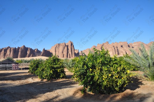 لقطة تظهر فيها مزارع النخيل والبرتقال في مدينة العلا، اشجار البرتقال.