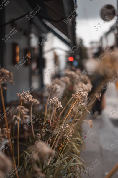 Wilted plants on the pavement with a blurred building in the background and a distant red traffic light.