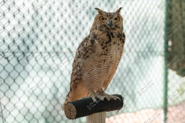 An image of a large owl with yellow eyes and speckled brown feathers perched on a padded pole in an area enclosed by a mesh fence. The owl appears focused and looks directly at the camera, with a blurred background detailing the surrounding area.