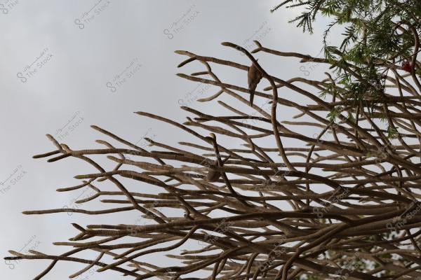 The image shows an intricate arrangement of dry tree branches extending towards the sky, with a small bird calmly perched on one of the branches. Some green leaves are interspersed in the upper right part of the image, and the background features a cloudy gray sky.