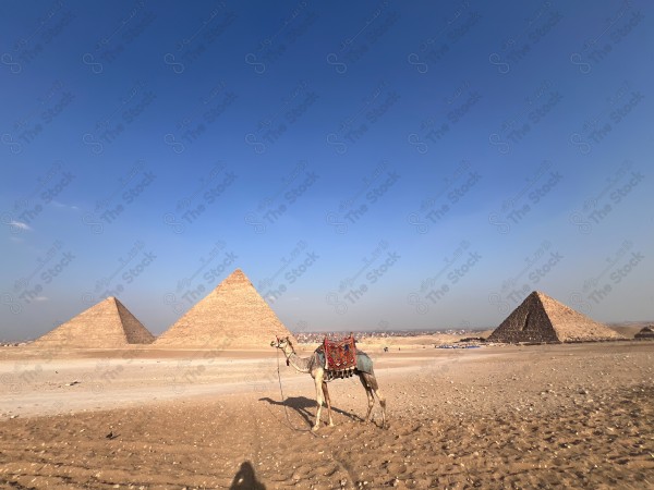 Camel in the Egyptian pyramids