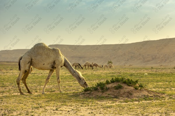 قطيع من الإبل تسير في صحراء العلا نهارًا، أماكن سياحية في السعودية.