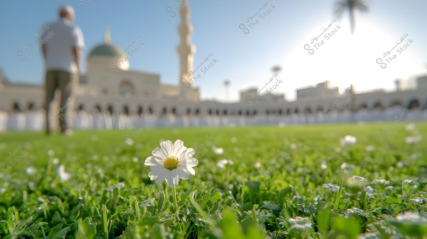Image showing a prominent white flower in the foreground amidst green grass. In the blurred background, a person in casual attire stands near a building with a dome and distinct Islamic architectural style, possibly a mosque. The sun is on the horizon along with a prominent palm tree, suggesting a desert or Middle Eastern setting.