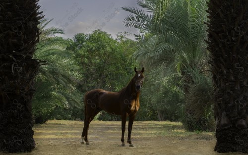 خيل عربي يتوسط مجموعة النخيل والأشجار في أحد المزارع نهارًا