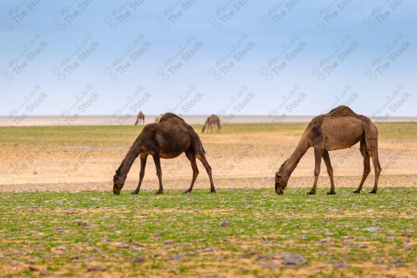 لقطة لمجموعة من الجمال يتناولون الأعشاب في صحراء السعودية، الرمال الذهبية في صحراء السعودية ، مناطق صحراوية.