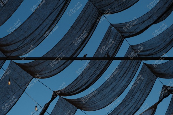 A low-angle shot of hanging fabrics and lit bulbs in the background, with two birds perched on a beam under the dark blue sky.