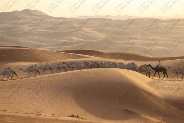 لقطة لمجموعة من الجمال تسير بالصحراء الربع الخالي نهارا ، كثبان رملية، صحراء الربع الخالي .