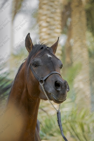 لقطة لخيل عربي اصيل بني اللون في الاسطبل نهاراً, تربية  وتدريب الخيول، احصنة.