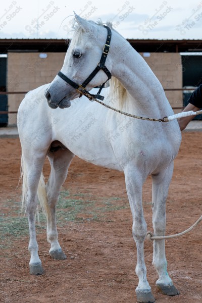 صورة لخيل عربي أصيل أبيض اللون في احد الاسطبلات، تربية وتدريب الخيول ، الخيل العربي الأصيل.