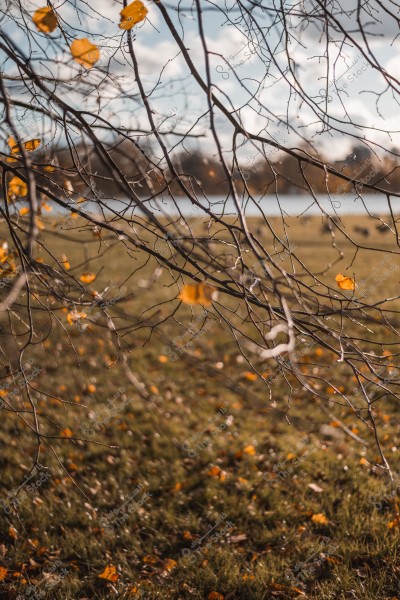 Bare tree branches with a few scattered yellow autumn leaves, with a blue sky and clouds, and water surface in the distant background.