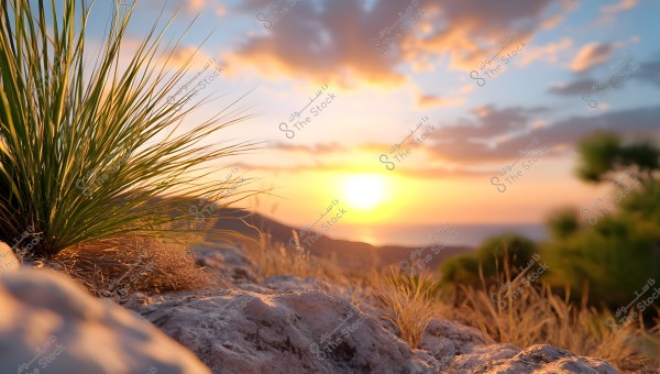 A landscape view at sunset showing the sun setting behind the horizon, casting warm orange and yellow hues across the sky. In the foreground, green grass-like plants grow among rocks, reflecting the golden light of the sun. The horizon features a distant mountain and coastline.