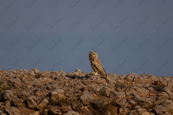 البومة بمنطقة الرياض