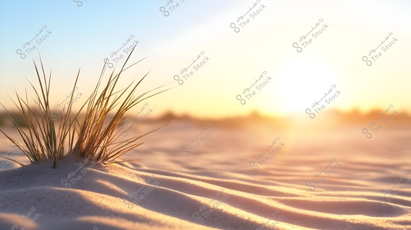 An image of a desert scene at sunset, showing delicate grass sprouting from a small mound of sand. The sunlight casts a bright glow over the rippled sand dunes, creating a warm and radiant effect in the distant horizon.