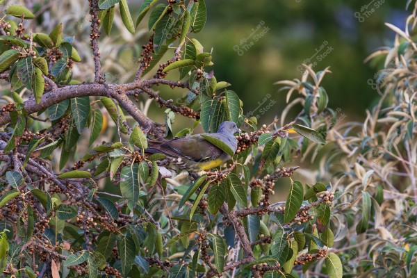 A gray bird with brown and yellow accents is perched among the leafy branches of a tree. The tree has many green leaves and small brown fruits. The background is blurred, giving a sense of nature.