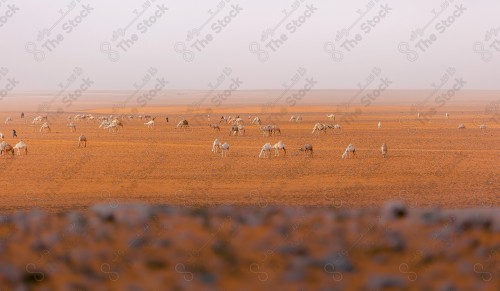 الجمال تسير في وسط الصحراء، على الرمال الذهبية و الكثبان الرملية