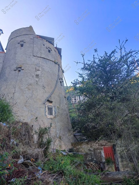 An old circular stone building is shown in the image next to a tall green tree. The building features engravings and erosion, with a small window in the middle of the wall. The sky is clear and cloudless. In front of the building, there are scattered plants and debris on the ground.