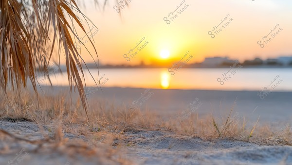 A sunset scene on a sandy beach with dry grassy plants in the foreground. The sun is low on the horizon, reflecting its rays over the water, creating a calm and beautiful effect. The sky has warm colors including yellow and orange.