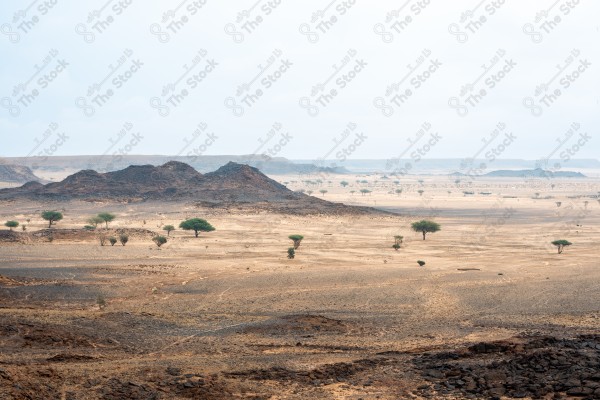 A shot of a desert during the day, showing rocky masses, trees and mountains, the Empty Quarter, hunting, a group of trees.