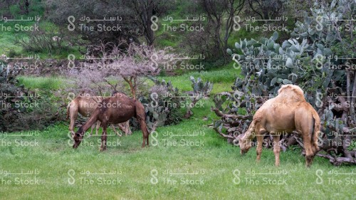 قطيع من الجمال يتناولون الأعشاب في احدى الغابات الخضراء جنوب المملكة العربية السعودية