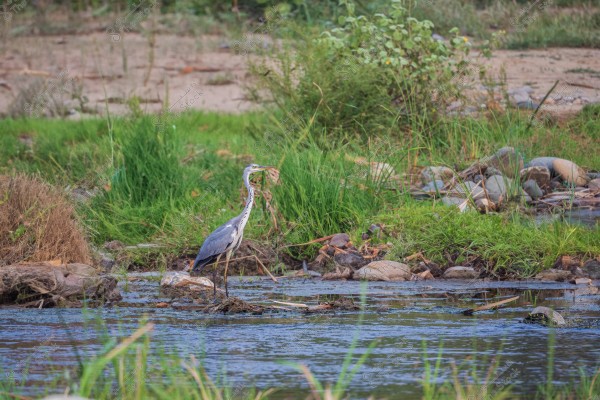 A heron stands in a small water stream surrounded by green grass and rocks. The bird features a grey body with white and black feathers, set in a lush natural environment with dense vegetation on the banks in the background.