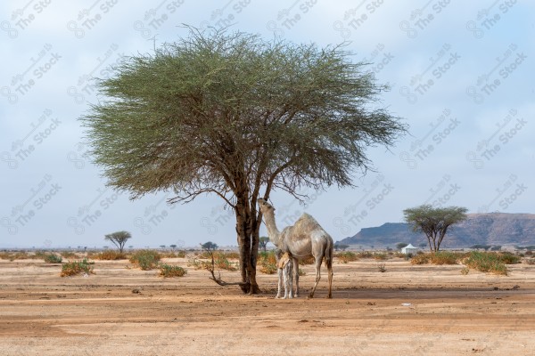 لقطة لجمل يستظل تحت احر الاشجار , أحد الجمال في الصحراء نهارًا، تربية مجموعة من الإبل في الصحراء .