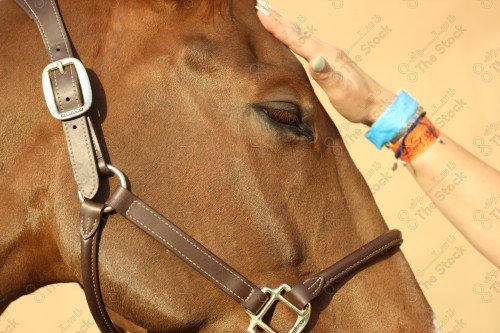 لقطه مقربة لفتاة تمسك الخيل العربي الاصيل بني اللون، تربية وتدريب الخيول، إسطبل الأحصنة.